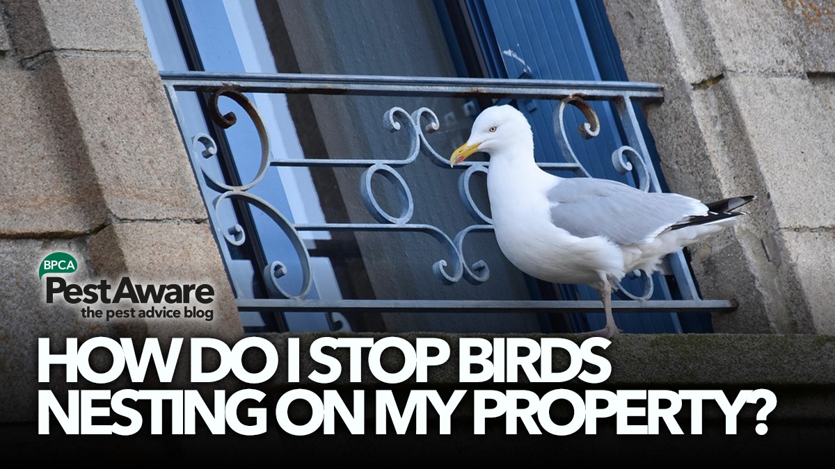 pestaware-how-do-i-stop-birds-nesting-on-my-property-hero2